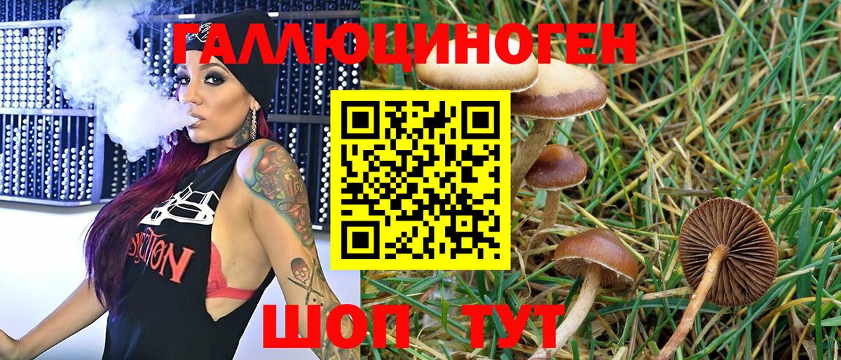 Псилоцибиновые грибы GOLDEN TEACHER  Галлюциногенные грибы Psilocybine cubensis  Урюпинск  Вход с VPN 